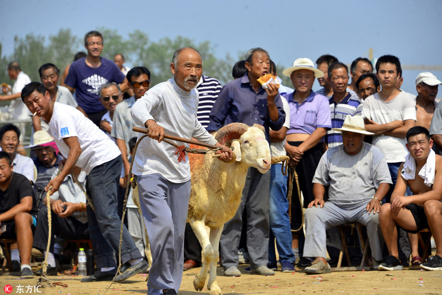 Goat fighting in Shandong