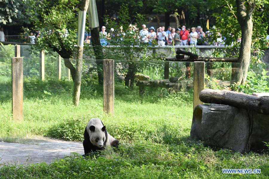 Panda Xinxing's 35th birthday celebrated at Chongqing Zoo