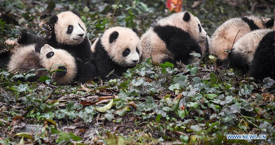 China to build cross-provincial national park for giant panda