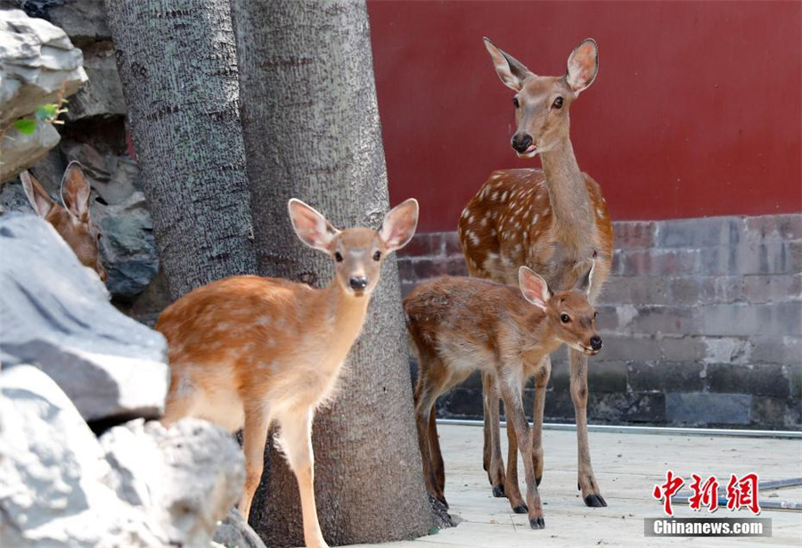 Sika deer to go on public display in Beijing's Palace Museum