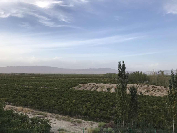 Fruit trees turn wasteland to farmland in Aksu