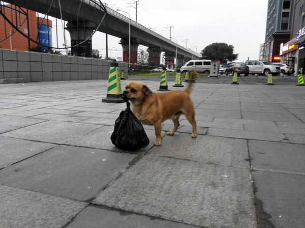 Dog helps man clean streets, collect rubbish