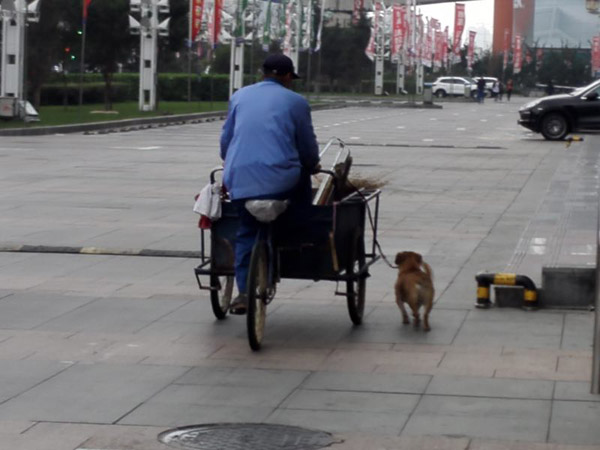 Dog helps man clean streets, collect rubbish