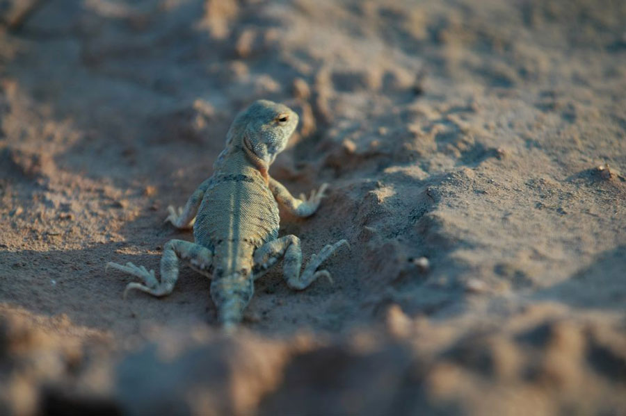 'Ghost Town' in Xinjiang desert offers wondrous landscapes