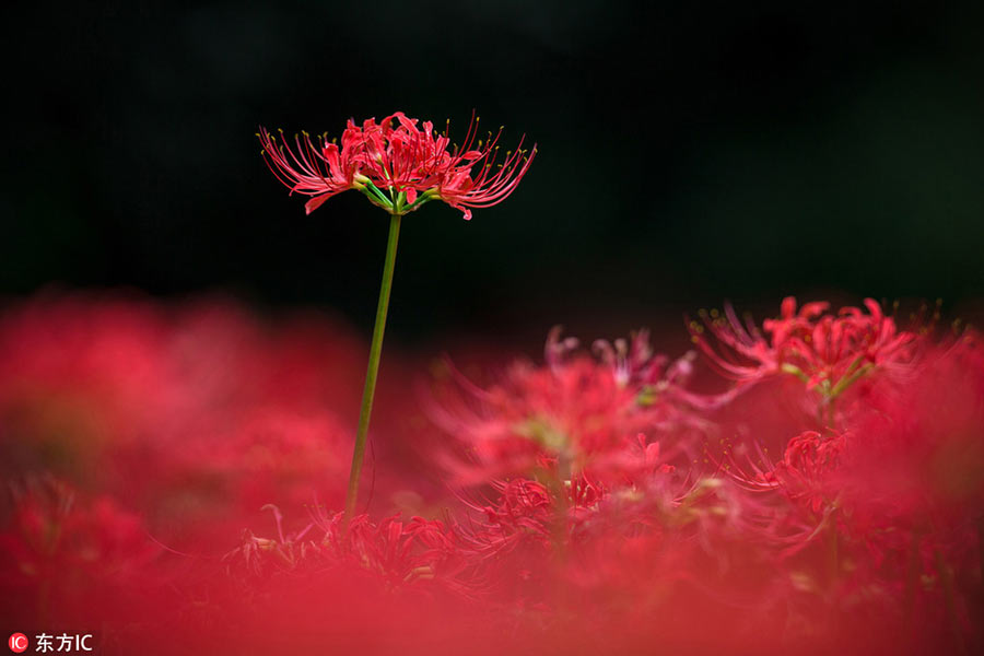 Holiday season: Colorful autumn scenery across China