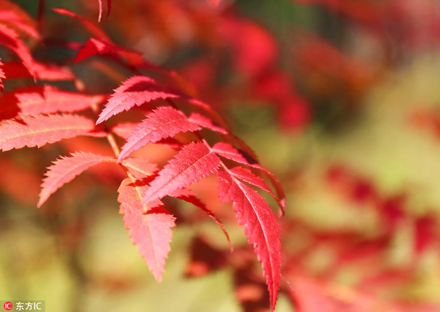 Holiday season: Colorful autumn scenery across China