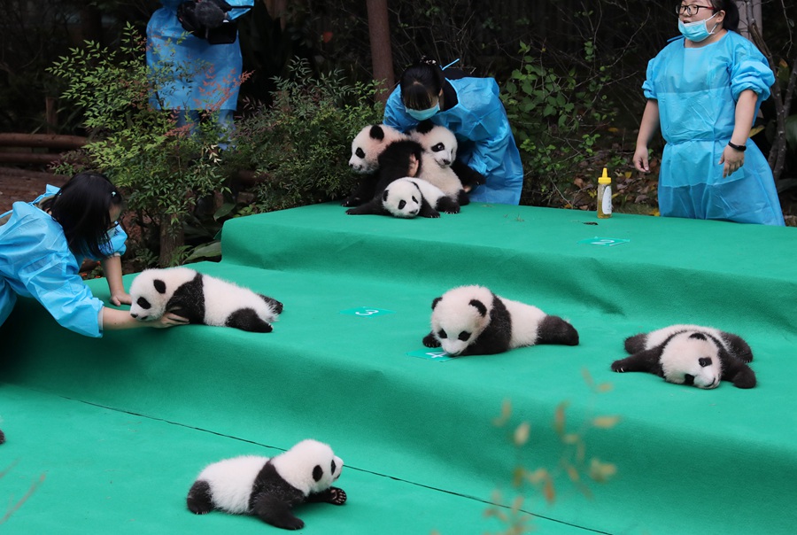 11 giant pandas take first baby step in public