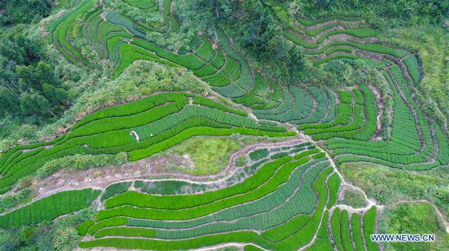 Season of harvest decorates the landscape