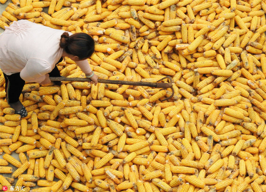 Season of harvest decorates the landscape