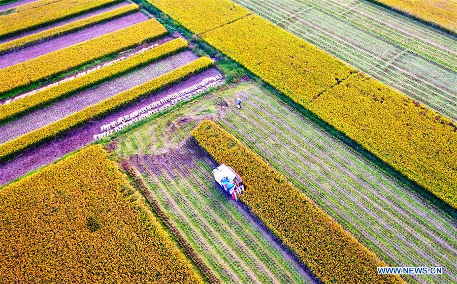 In pics: autumn scenery across the country