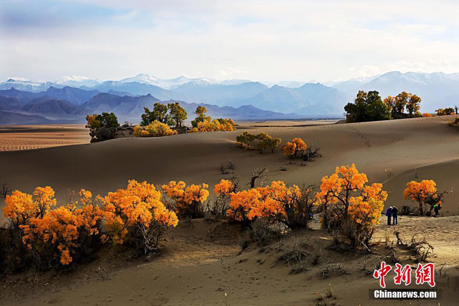 Desert poplars at sky-high altitude add color to autumn