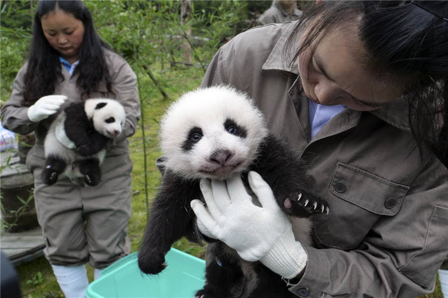 Newborn pandas get a photoshoot