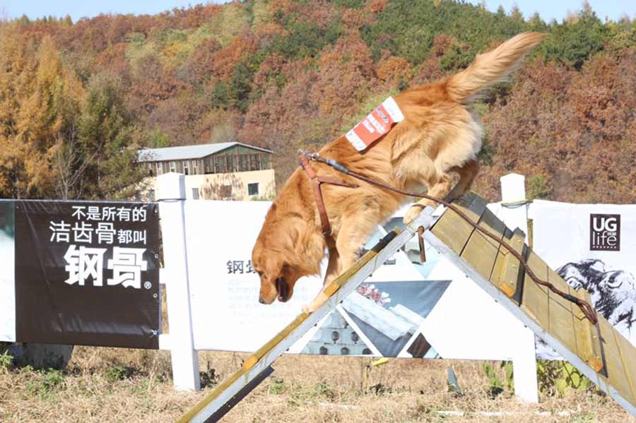 Dogs compete for tasty bite in Shenyang