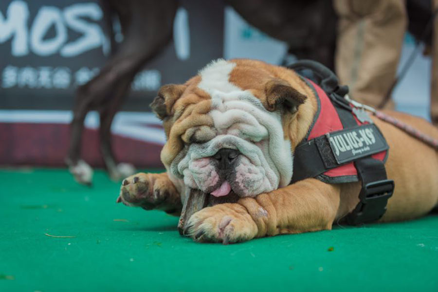 Dogs compete for tasty bite in Shenyang