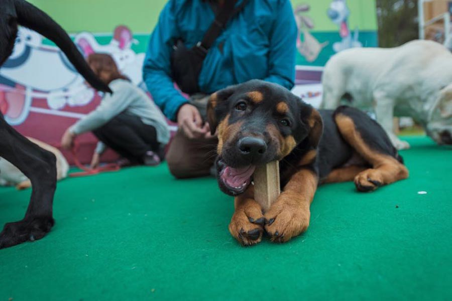 Dogs compete for tasty bite in Shenyang