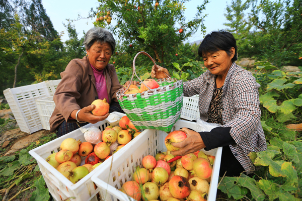 Pomegranates promote prosperity