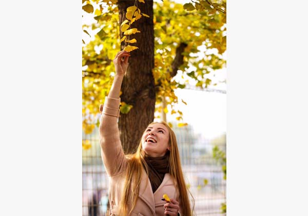 Golden ginkgo trees grace campus