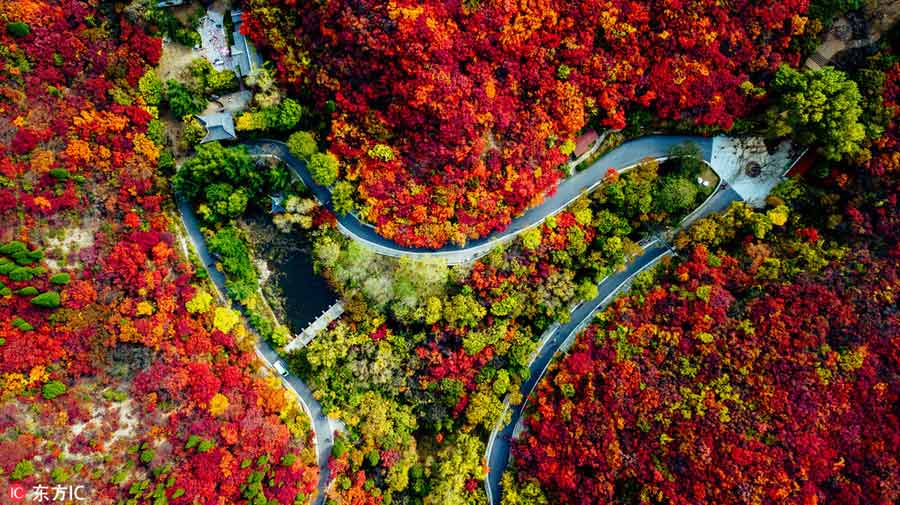 Jinan forest aflame with autumn color