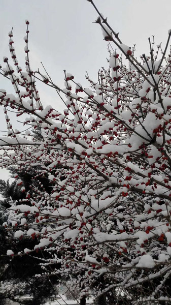 Snowfall turns Heilongjiang cities beautiful