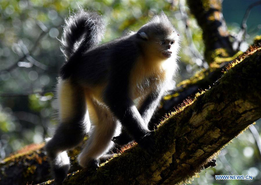 Black snub-nosed monkeys observed in S China's national park
