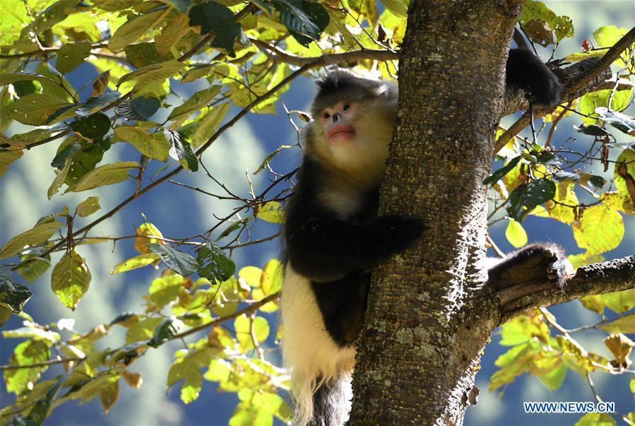 Black snub-nosed monkeys observed in S China's national park