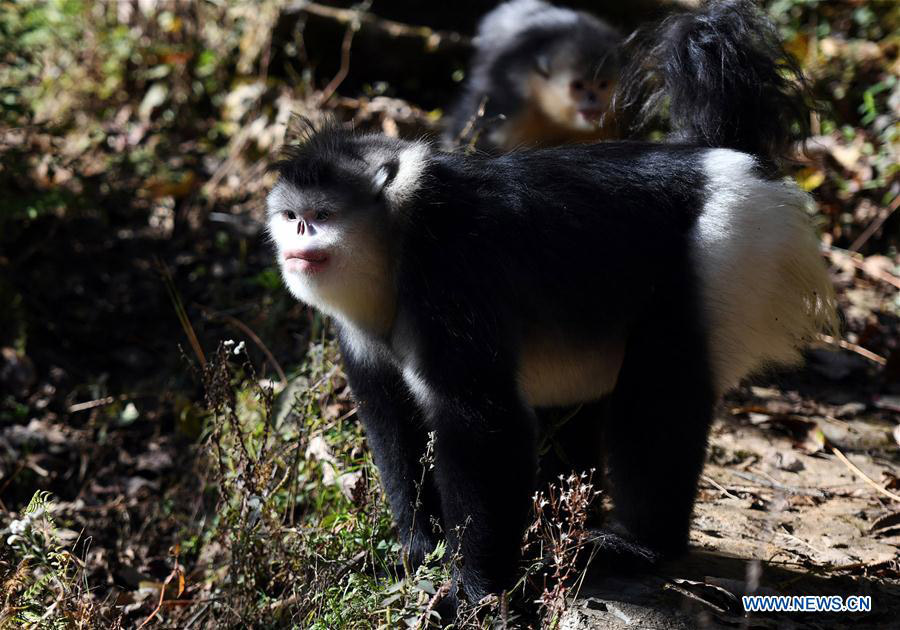 Black snub-nosed monkeys observed in S China's national park