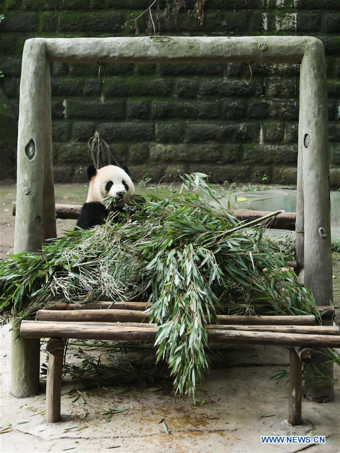 Giant pandas' happy life at Chongqing Zoo in SW China