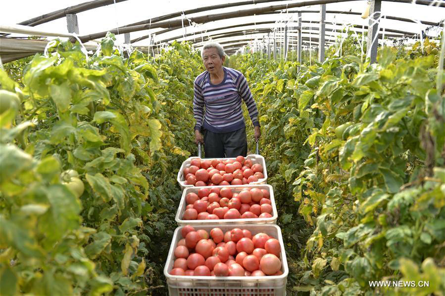 Vegetable cooperatives in Hebei bring households out of poverty