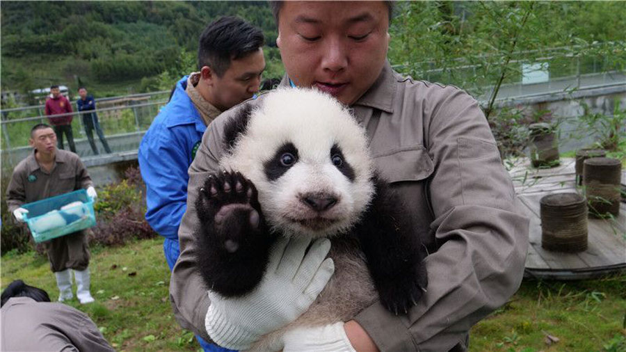 63 giant pandas born in captivity in 2017