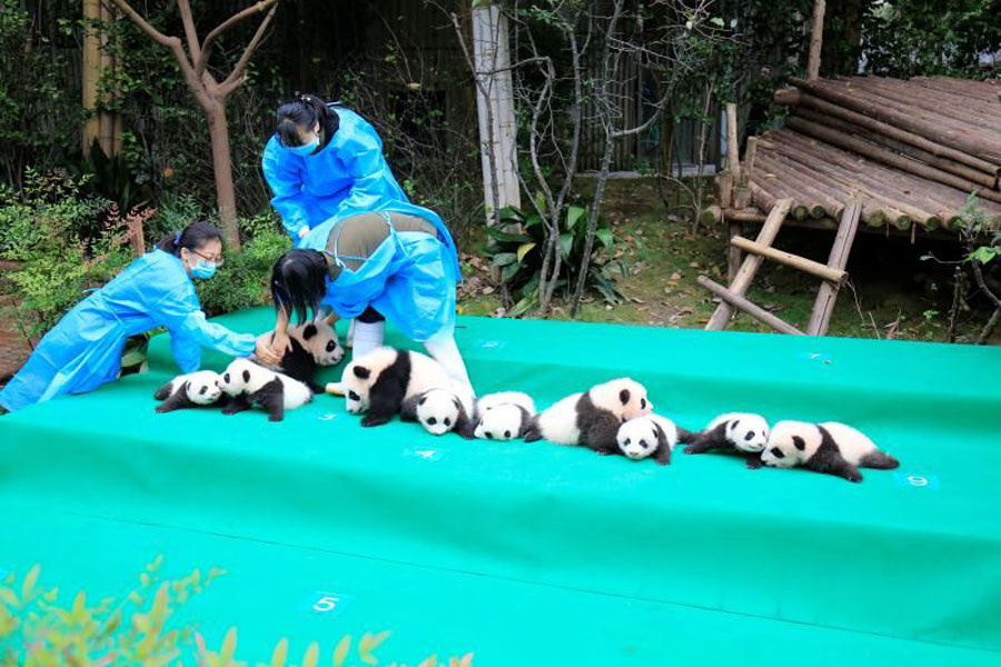 63 giant pandas born in captivity in 2017