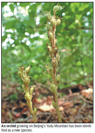 New species of orchid found on Beijing mountain
