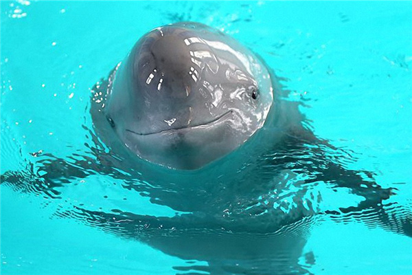 Survey aims to help save finless porpoise in Yangtze