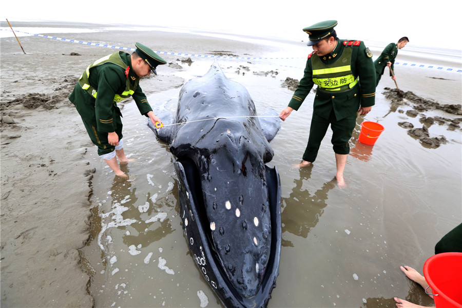 Stranded humpback rescued back to the sea