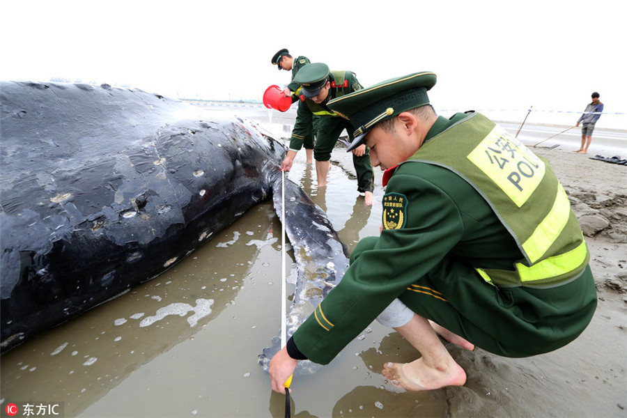 Stranded humpback rescued back to the sea