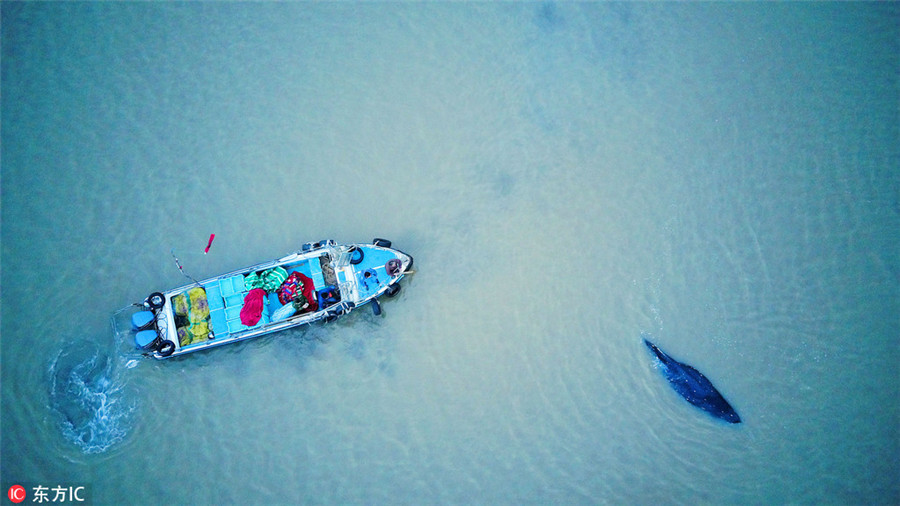 Humpback whale runs aground again after being freed from E. China beach