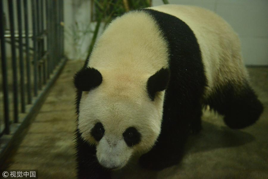 Malaysian-born panda cub returns to China