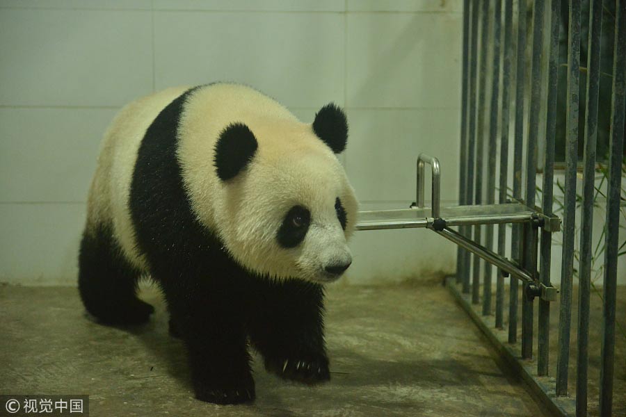 Malaysian-born panda cub returns to China