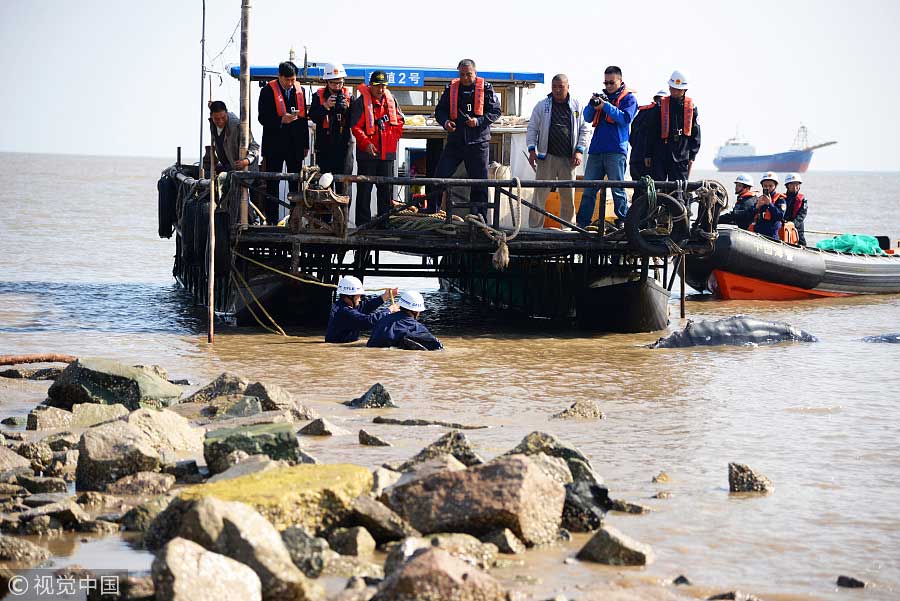 Third time unlucky: Stranded humpback whale dies