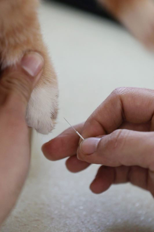 Pet hospital uses acupuncture to help animals