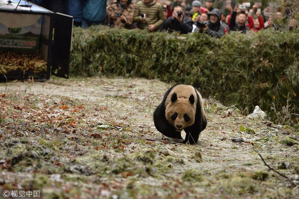 China releases panda pair into wild