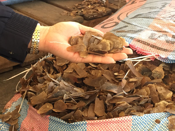 Shenzhen Customs cracks case of pangolin smuggling