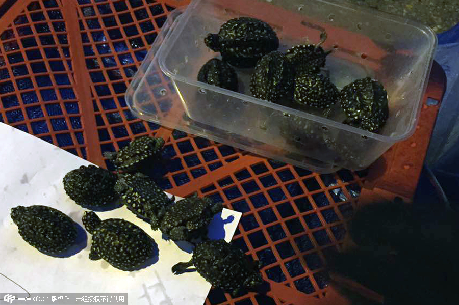 280 smuggled turtles intercepted in South China