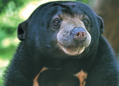 Sun bears living in China, video shows