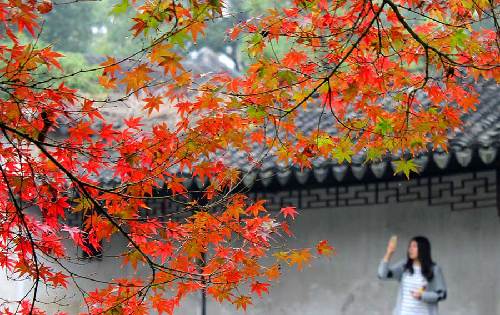 Red maple leaves add flavor to Zhuozheng garden's early winter scenery