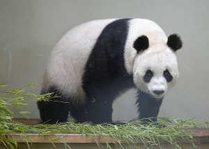 China launches first Giant Panda Valley in Sichuan