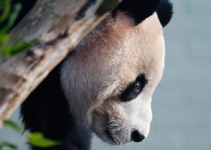 China launches first Giant Panda Valley in Sichuan