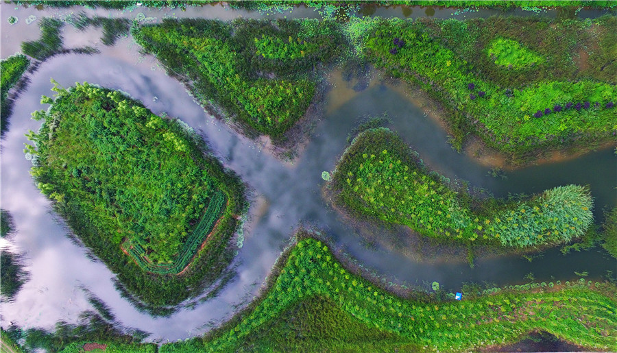 Zone humide au Shandong : une destination parfaite pour l'été