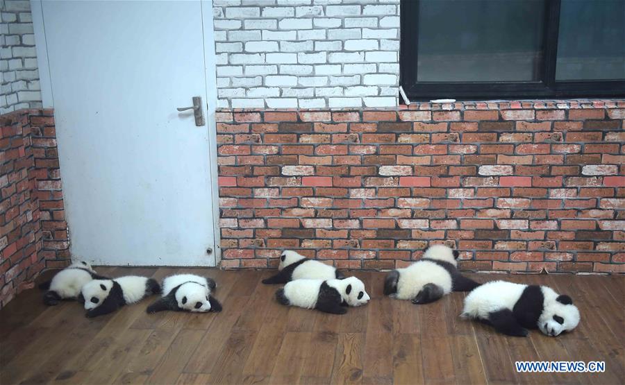 Une « école maternelle de pandas géants » à Chengdu