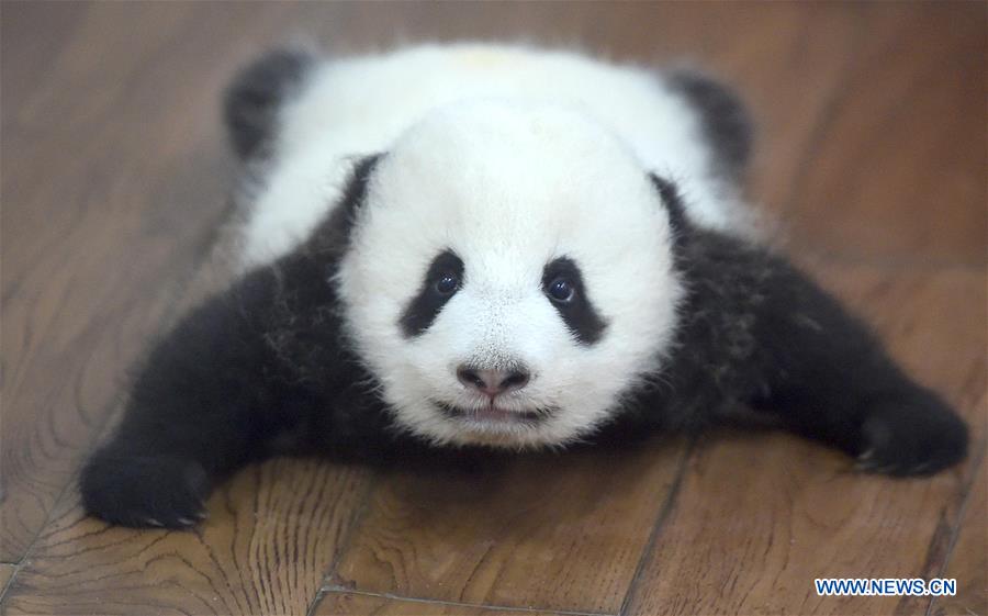 Une « école maternelle de pandas géants » à Chengdu