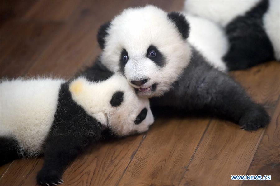 Une « école maternelle de pandas géants » à Chengdu